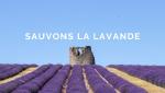 Save lavender